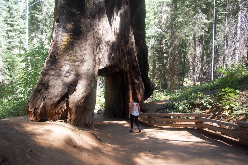 Sequoias en Yosemite